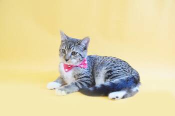 apple -  Domestic Short Hair Cat for Adoption in Margate, Florida - Apple | PetCurious