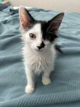 Half & Half -  Domestic Medium Hair Cat for Adoption in Salt Lake City, Utah - Half & Half | PetCurious
