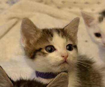 Willow -  Domestic Short Hair Cat Available for Adoption in Mooresville, North Carolina - Willow | PetCurious