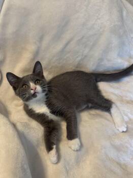 Boots -  Domestic Short Hair Cat for Adoption in Wilmington, North Carolina - Boots | PetCurious