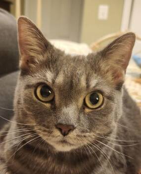 Rescue Domestic Short Hair Cats for Adoption in Alexandria, Virginia - Fancy Schmancy | PetCurious