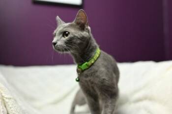 Peach -  Domestic Short Hair Cat for Adoption in Wilmington Island, Georgia - Peach | PetCurious