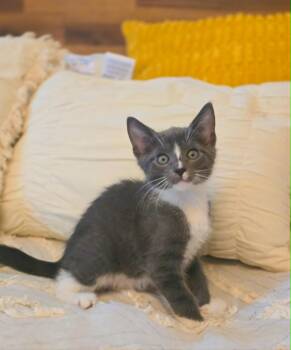 Domestic Short Hair Cats Available for Adoption in Harrison Township, New Jersey - Delta | PetCurious