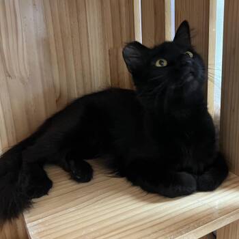 Fiona -  Domestic Medium Hair Cat for Adoption in Yucca Valley, California - Fiona | PetCurious
