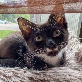 Freddie -  Domestic Short Hair Cat for Adoption in Des Moines, Iowa - Freddie | PetCurious