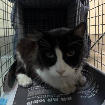 Donnie -  Domestic Medium Hair Cat for Adoption in Pasadena, California - Donnie | PetCurious