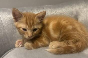 Colby -  Domestic Short Hair Cat for Adoption in Vancouver, Washington - Colby | PetCurious