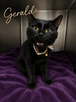 Gerald -  Domestic Short Hair Cat for Adoption in Manhattan, Illinois - Gerald | PetCurious