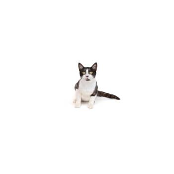 Johnny -  Domestic Short Hair Cat Available for Adoption in Los Angeles, California - Johnny | PetCurious