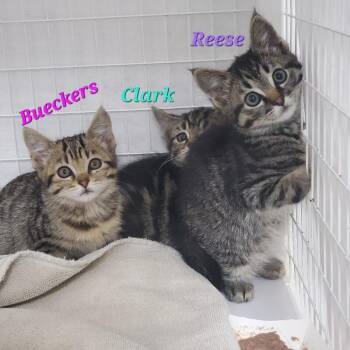 Reese -  Domestic Short Hair Cat for Adoption in Diamond Springs, California - Reese | PetCurious