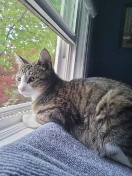 Domestic Short Hair Cats Available for Adoption in Saint Charles, Missouri - Elsa  | PetCurious