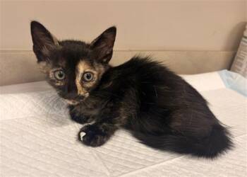 BEATRICE -  Domestic Short Hair Cat for Adoption in Baytown, Texas - BEATRICE | PetCurious