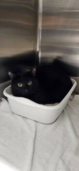 Storm -  Domestic Short Hair Cat for Adoption in Athens, Tennessee - Storm | PetCurious