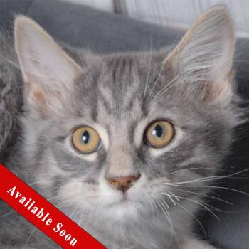 Rescue Tabby and Domestic Medium Hair Cats for Adoption in Huntley, Illinois - Luke Skywalker | PetCurious