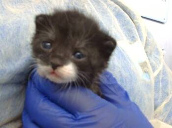 Domestic Short Hair Cats Available for Adoption in Dallas, Texas - GROGU | PetCurious