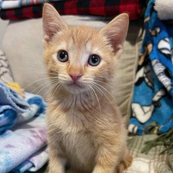 Tabby Cats Available for Adoption - Red | PetCurious