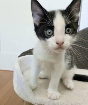 Mocha, Frappe & Cappucino -  Domestic Short Hair Cat for Adoption - Mocha, Frappe & Cappucino | PetCurious