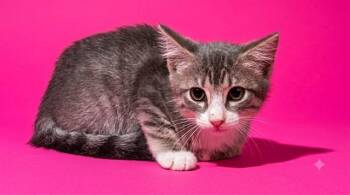 GLUE STICK -  Domestic Short Hair Cat for Adoption in Jacksonville, Florida - GLUE STICK | PetCurious