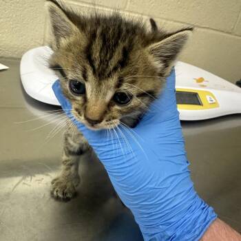 Hello Kitty -  Domestic Short Hair Cat for Adoption in Troy, Virginia - Hello Kitty | PetCurious