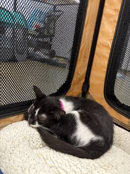 Rescue Domestic Short Hair Cats for Adoption in Aiea, Hawaii - Tiana | PetCurious