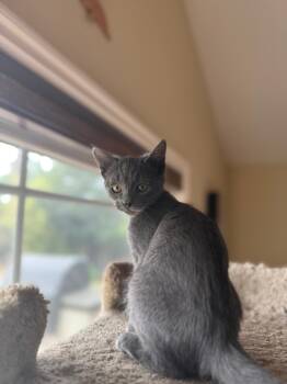 Russian Blue Cats Available for Adoption in Tustin, California - Flo  | PetCurious