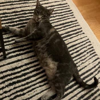 Arepa -  Domestic Short Hair Cat for Adoption - Arepa | PetCurious