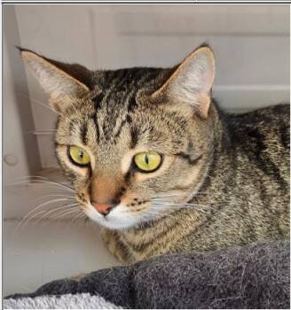 Kat -  Domestic Short Hair Cat Available for Adoption in Greenfield, Indiana - Kat | PetCurious