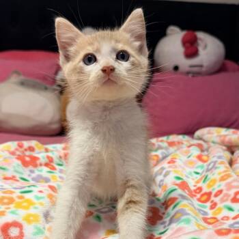 Domestic Short Hair Cats Available for Adoption in Palmetto Bay, Florida - Sonny | PetCurious