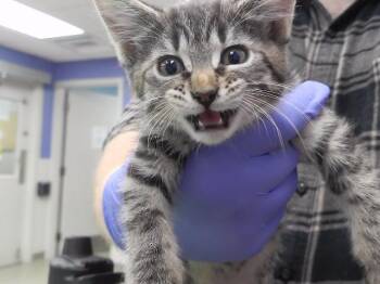 SWEET POTATO PIE -  Domestic Short Hair Cat for Adoption in Omaha, Nebraska - SWEET POTATO PIE | PetCurious
