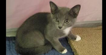 Rosemary -  Domestic Short Hair Cat for Adoption in Salisbury, North Carolina - Rosemary | PetCurious