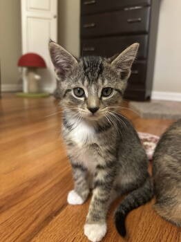 Rescue Domestic Short Hair Cats for Adoption in Naugatuck, Connecticut - Benz | PetCurious
