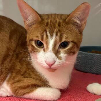 Domestic Short Hair Cats Available for Adoption - Dante | PetCurious