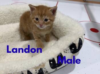Landon (The Lititz Delivery Litter) -  Domestic Short Hair Cat for Adoption in Telford, Pennsylvania - Landon (The Lititz Delivery Litter) | PetCurious