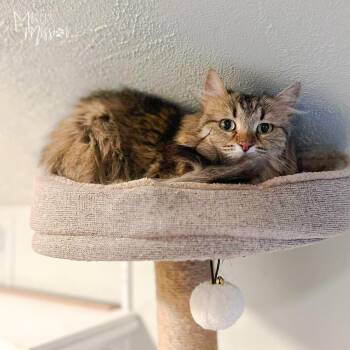 Katink -  Domestic Long Hair Cat for Adoption in Spokane, Washington - Katink | PetCurious