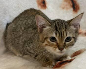 Doralee -  Domestic Short Hair Cat for Adoption in Kansas City, Missouri - Doralee | PetCurious