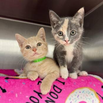 Chestnut -  Domestic Short Hair Cat for Adoption in Fort Wayne, Indiana - Chestnut | PetCurious