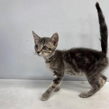 Comet -  Siamese and Domestic Short Hair Cat for Adoption in Hawthorne, California - Comet | PetCurious