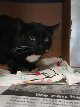 Domestic Short Hair Cats Available for Adoption in Largo, Florida - KeeKee | PetCurious