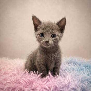 Reeroe -  Russian Blue Cat for Adoption in Miami, Florida - Reeroe | PetCurious