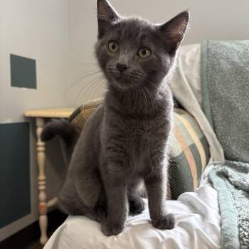 Amaryllis -  Domestic Short Hair Cat for Adoption in Honesdale, Pennsylvania - Amaryllis | PetCurious