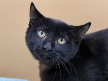 Sansa -  Domestic Short Hair Cat for Adoption in Portland, Oregon - Sansa | PetCurious