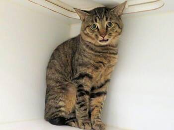 APOLLO -  Domestic Short Hair Cat for Adoption in Oklahoma City, Oklahoma - APOLLO | PetCurious