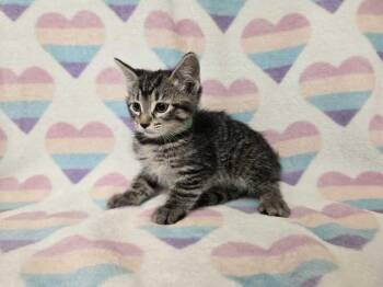 Rescue Domestic Short Hair Cats for Adoption in Flatwoods, Kentucky - Buttercup | PetCurious