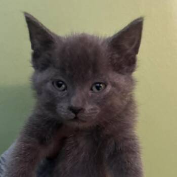 Sally -  Domestic Short Hair Cat for Adoption in Lyle, Minnesota - Sally | PetCurious