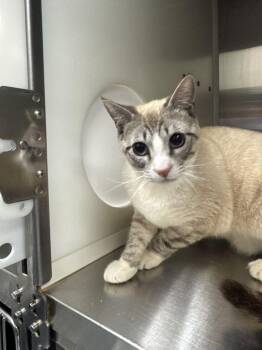 Dustin -  Domestic Short Hair Cat for Adoption in Hilton Head Island, South Carolina - Dustin | PetCurious