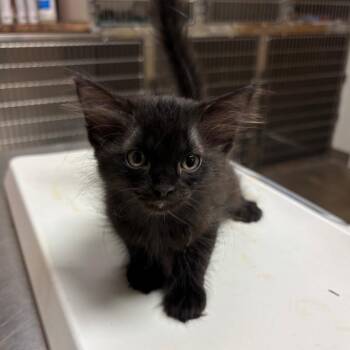Red Bull -  Domestic Medium Hair Cat for Adoption in Ottawa, Kansas - Red Bull | PetCurious