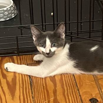 Chewy -  Domestic Short Hair Cat for Adoption in Weehawken Township, New Jersey - Chewy | PetCurious