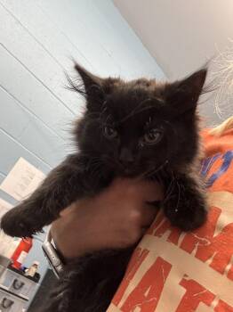 Cosmic -  Domestic Medium Hair Cat for Adoption in Evansville, Indiana - Cosmic | PetCurious