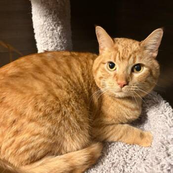 Domestic Short Hair Cats Available for Adoption in Buffalo, New York - Marlo | PetCurious