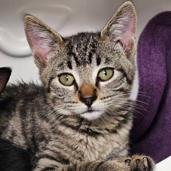 Domestic Short Hair Cats Available for Adoption in Seattle, Washington - Rocket | PetCurious